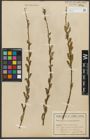 Foto von Salix purpurea L.